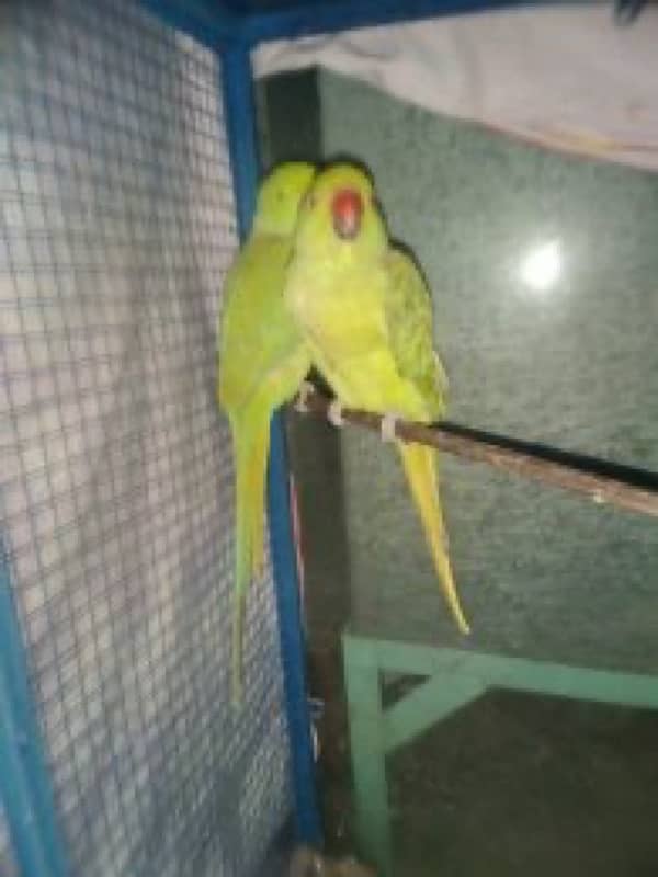 Hand tamed parrots 5