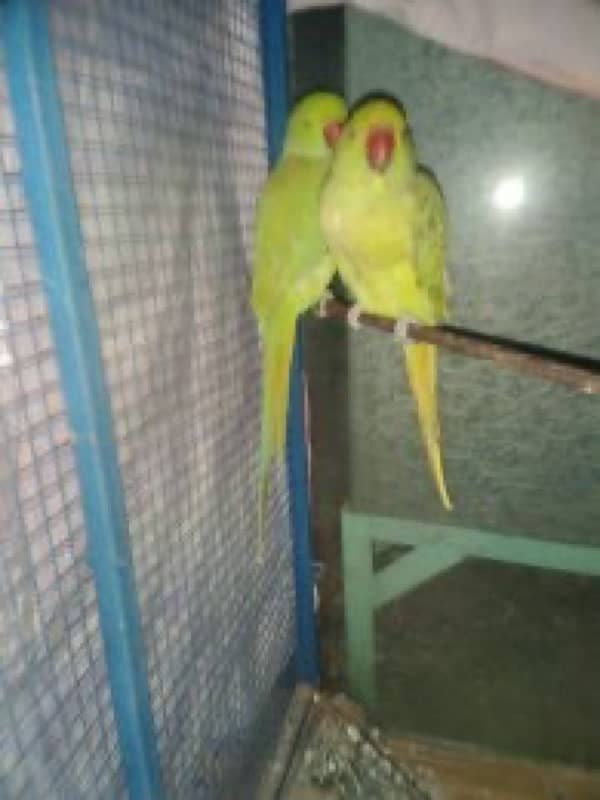 Hand tamed parrots 6