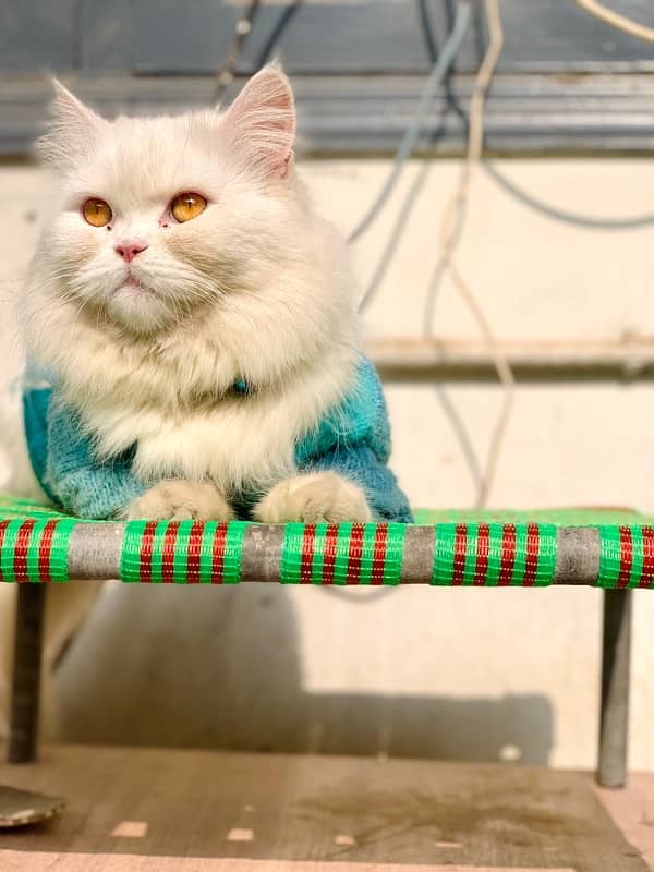 white persian 0