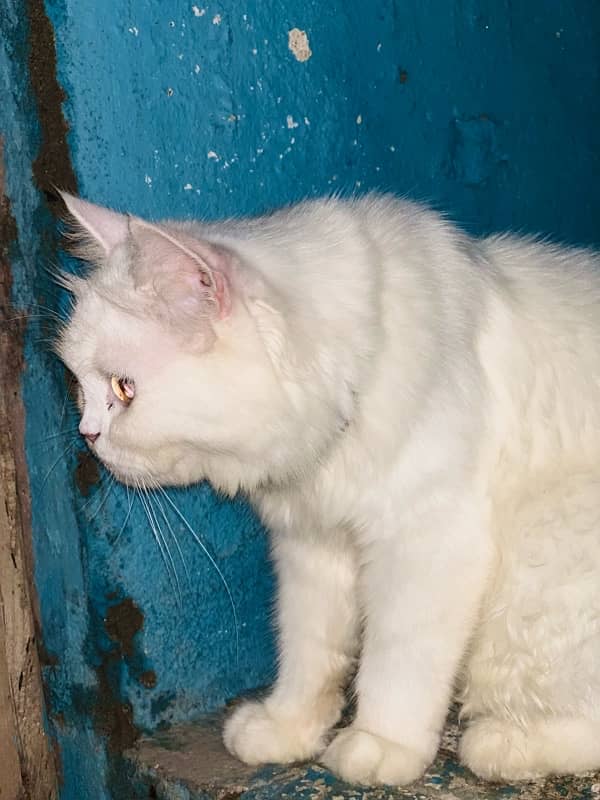 white persian 1