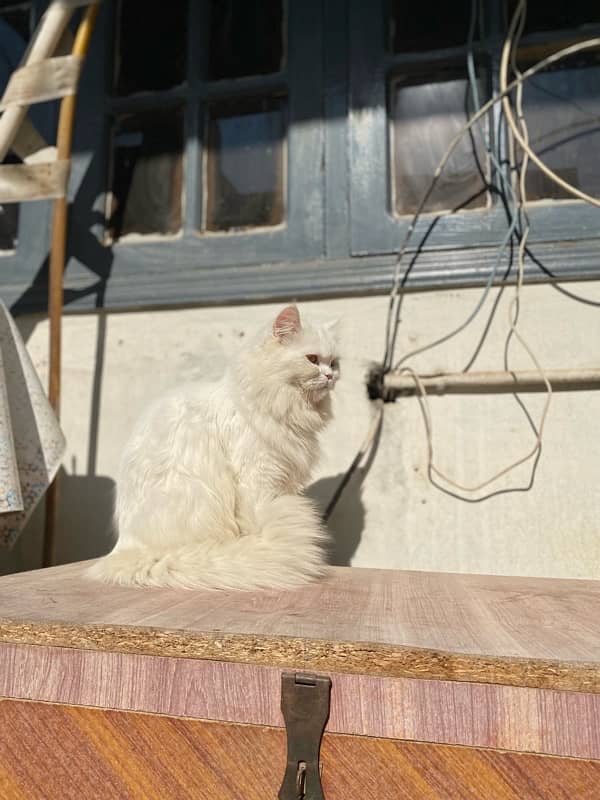 white persian 2