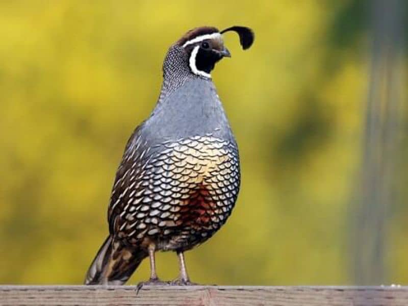 fancy California quail birds 1