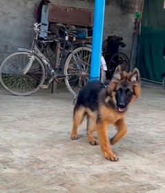 German shepherd long coat puppies for sale