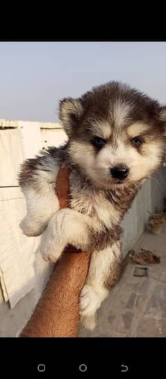 Pure Siberian Husky