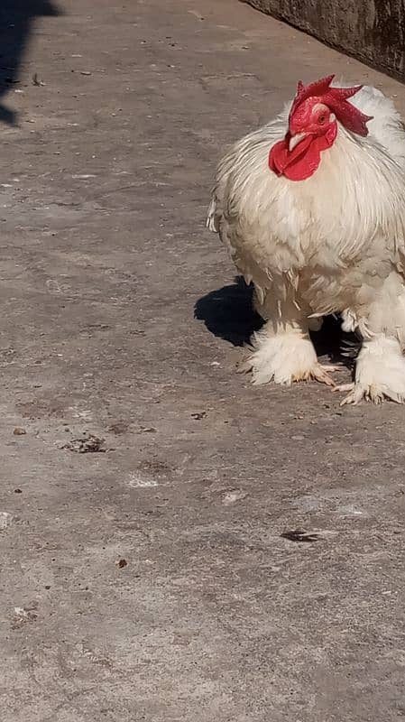 White bantam pair 0