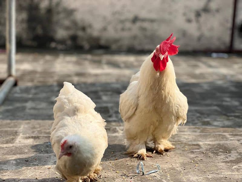 White bantam pair 4