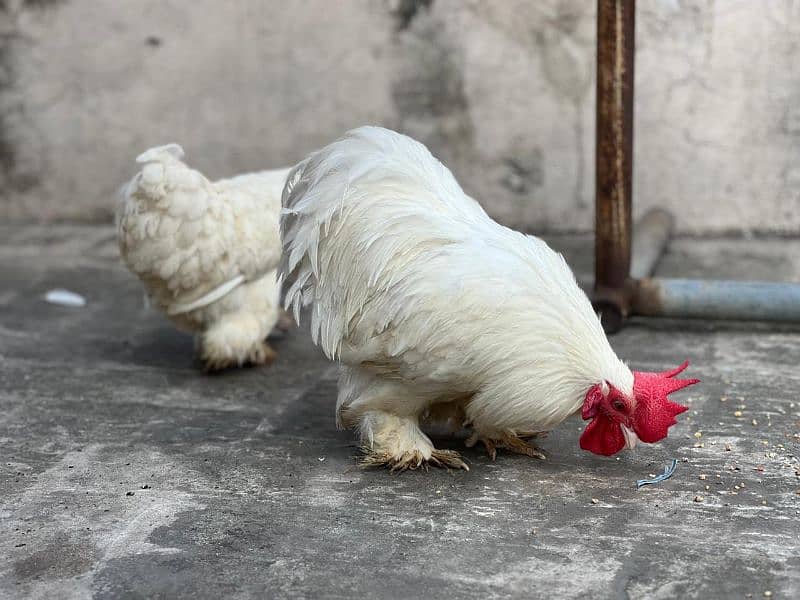 White bantam pair 5