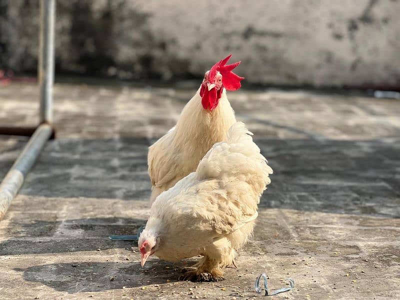 White bantam pair 6