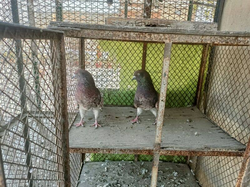 Kabli Pigeons 12