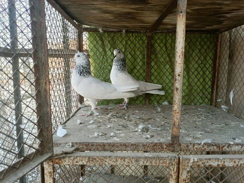 Kabli Pigeons 13