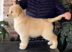 Golden Retriever Male Puppy