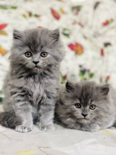 PERSIAN KITTEN/CAT TRIPLE COAT