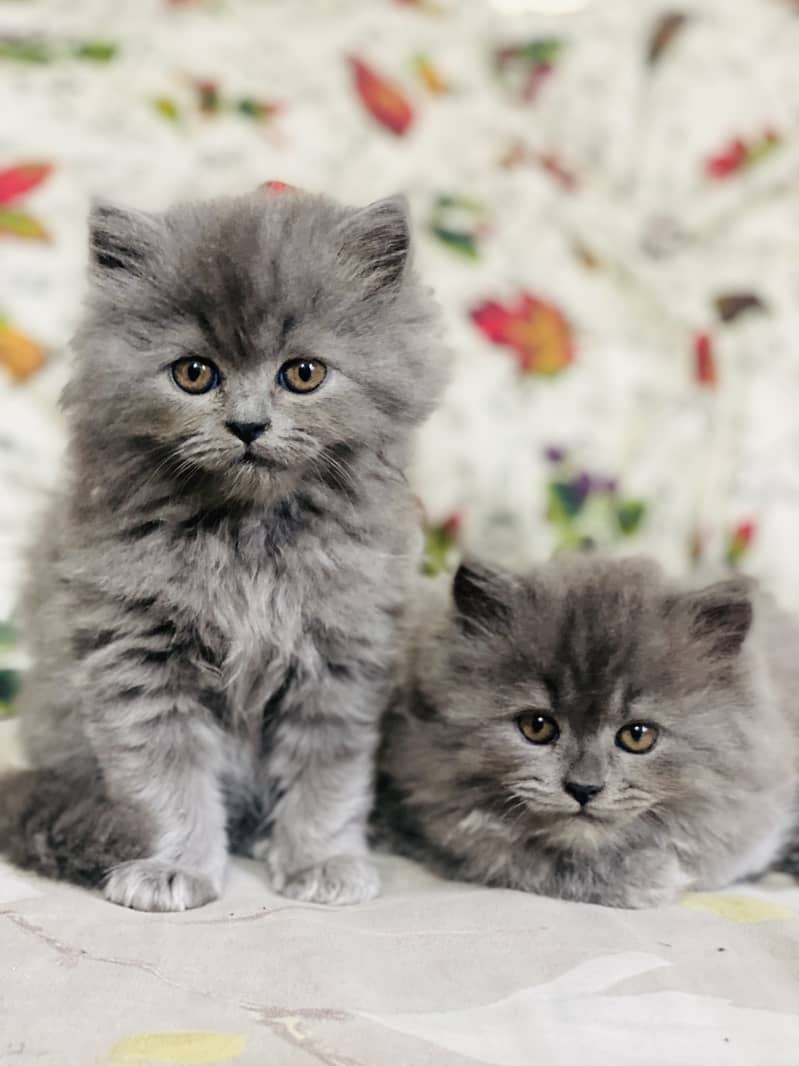 PERSIAN KITTEN/CAT TRIPLE COAT 0