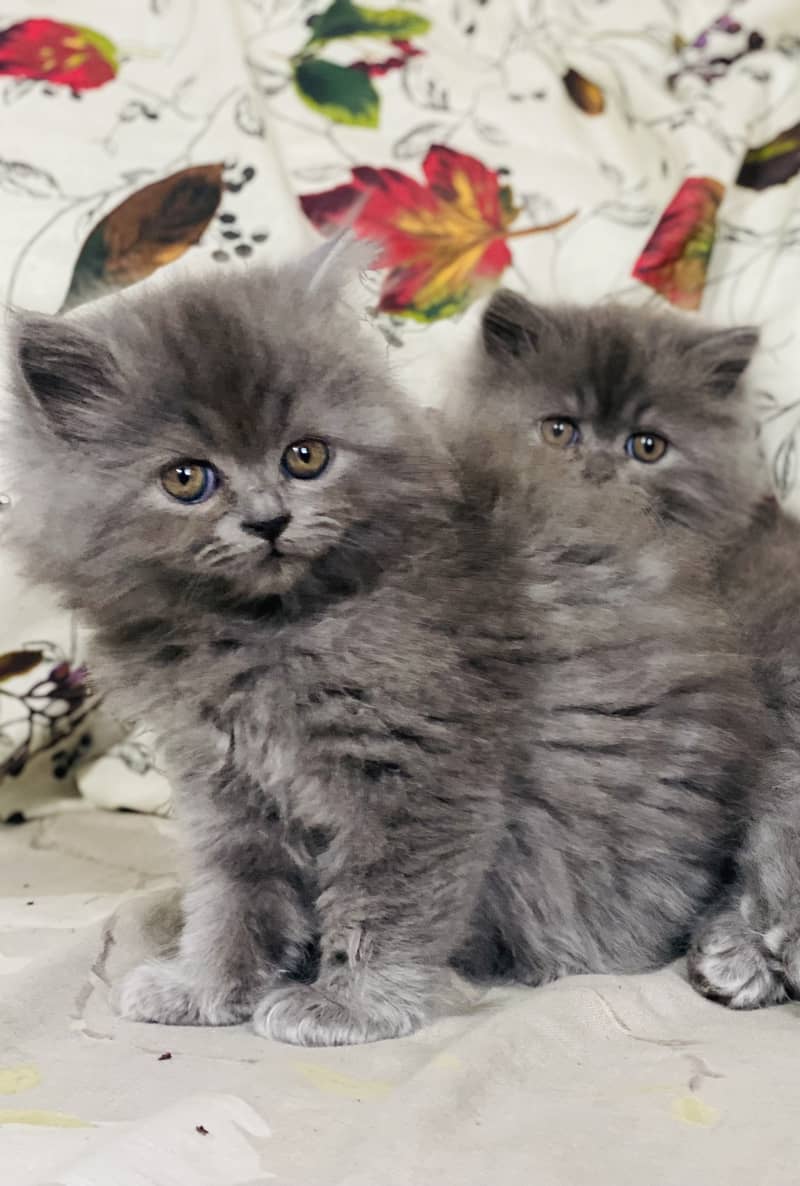 PERSIAN KITTEN/CAT TRIPLE COAT 2