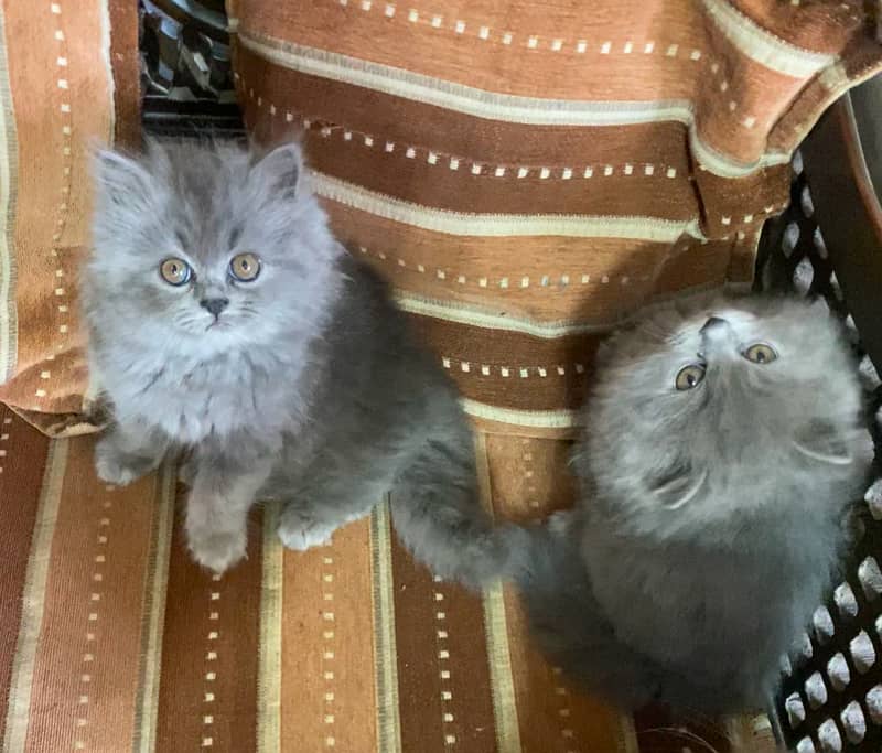 PERSIAN KITTEN/CAT TRIPLE COAT 3