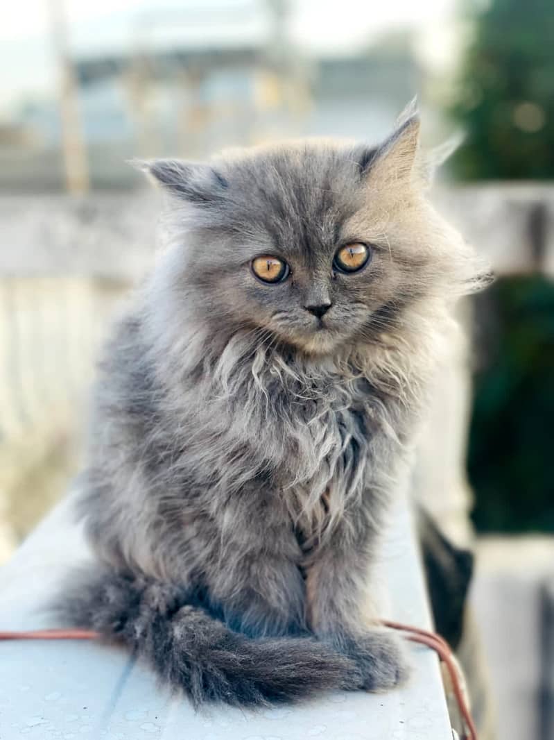 PERSIAN KITTEN/CAT TRIPLE COAT 4