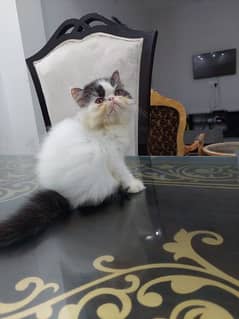 Persian cat for sale Mel aur female my WhatsApp 0325=24=52=848