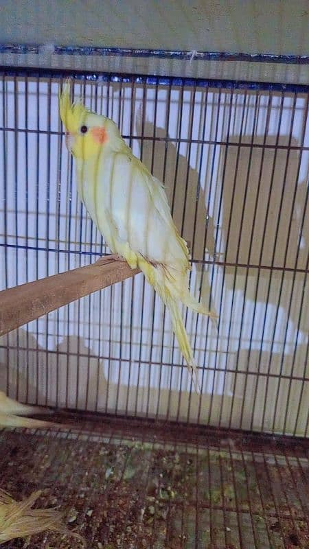 Eno male 3000 common male (2500) chick/ per piece 2500 1