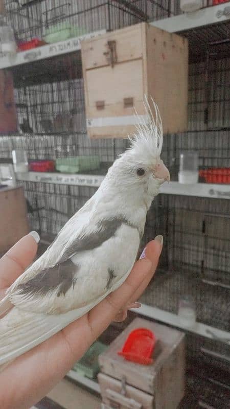 Eno male 3000 common male (2500) chick/ per piece 2500 3