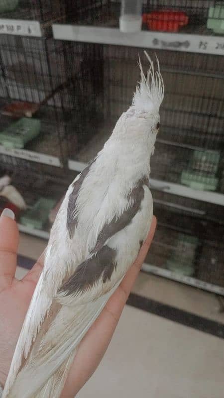 Eno male 3000 common male (2500) chick/ per piece 2500 4