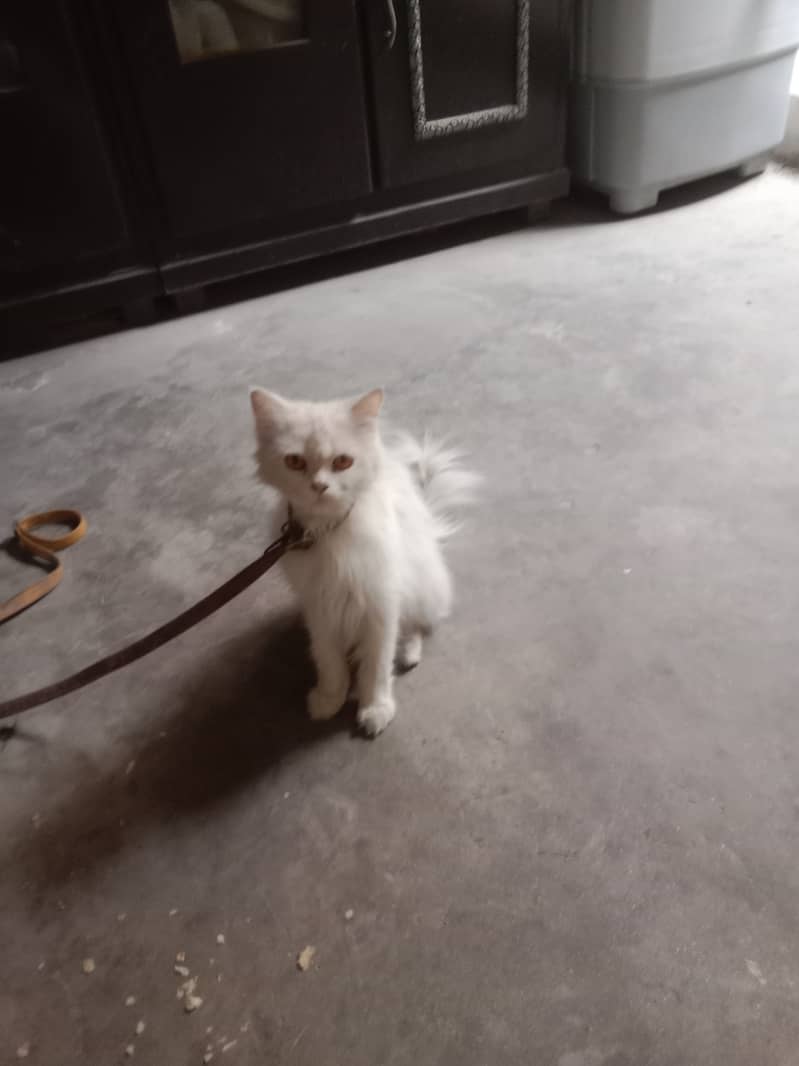 White Persian cat for sale 4500 0