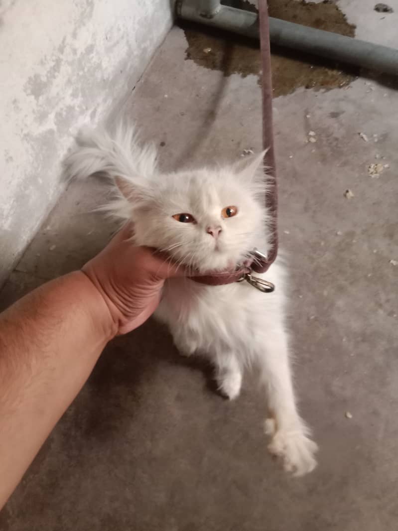 White Persian cat for sale 4500 1