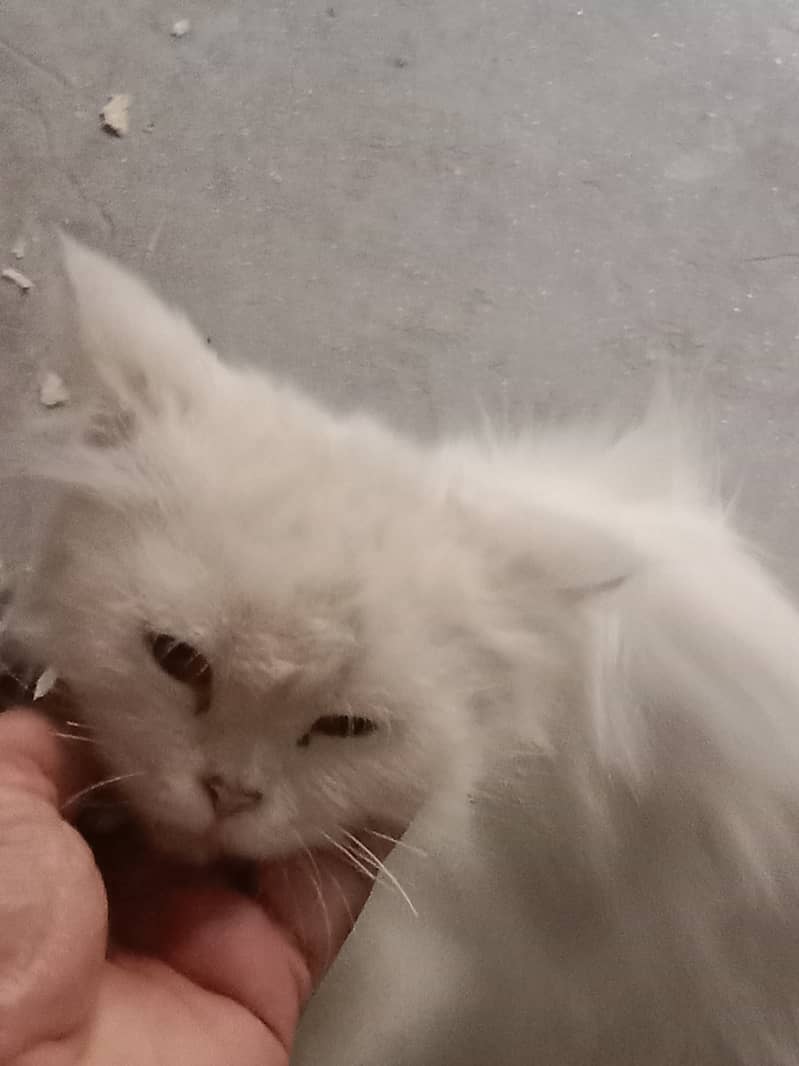 White Persian cat for sale 4500 2