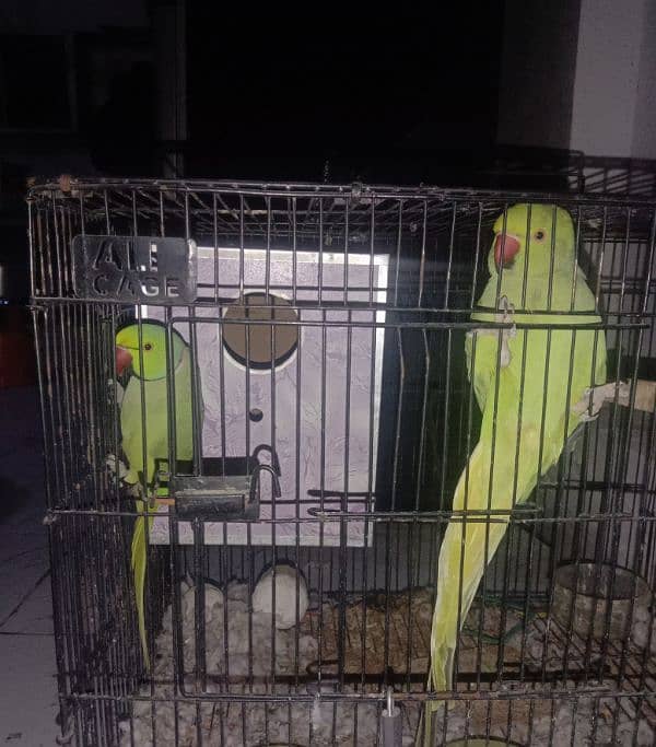 pair of parrot with cage for sale 0