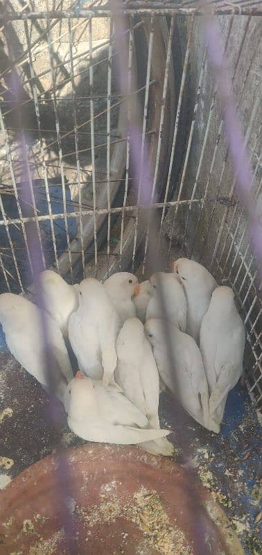 albino for sale 3