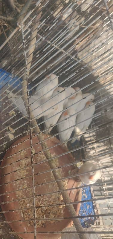 albino for sale 4