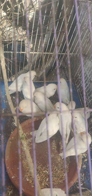 albino for sale 5