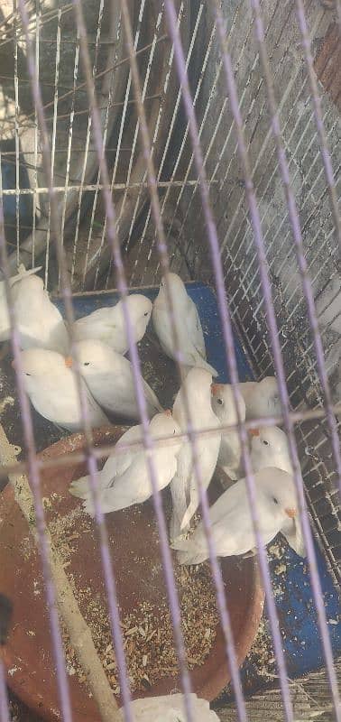 albino for sale 6