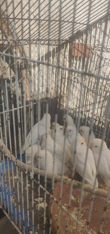 albino for sale 7