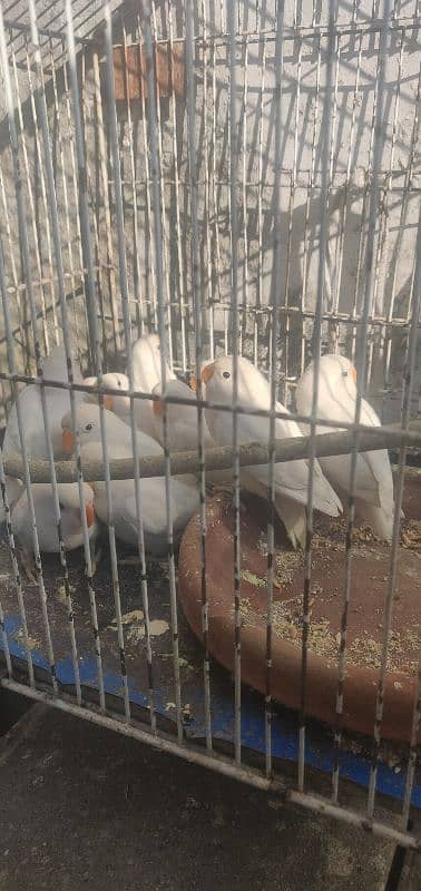 albino for sale 8