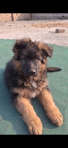 gsd puppy  for sale . . whatsapp only:03420097803