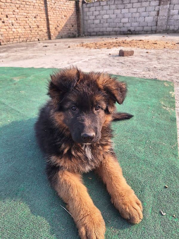 gsd puppy  for sale . . whatsapp only:03420097803 1