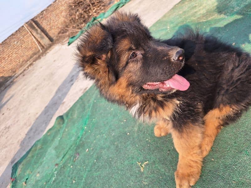 gsd puppy  for sale . . whatsapp only:03420097803 3