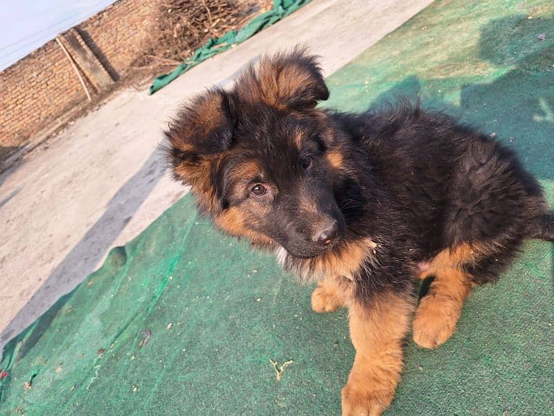 gsd puppy  for sale . . whatsapp only:03420097803 4