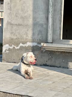 Dogo Argentino