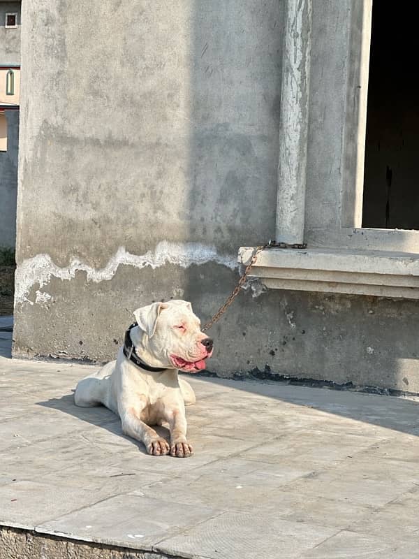 Dogo Argentino 0