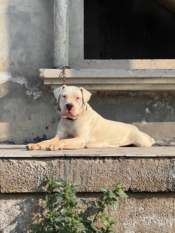 Dogo Argentino 1