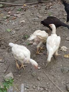 Heera Aseel Chiks Forsale.