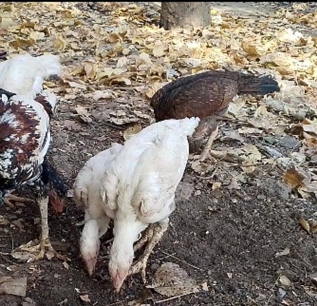 Heera Aseel Chiks Forsale. 2