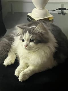 Persian cat /tripple coat / Persian Cat/ cute /doll face /