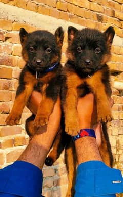 black German Shepherd long coa / puppy / GSD pup  /German Shepherd Dog