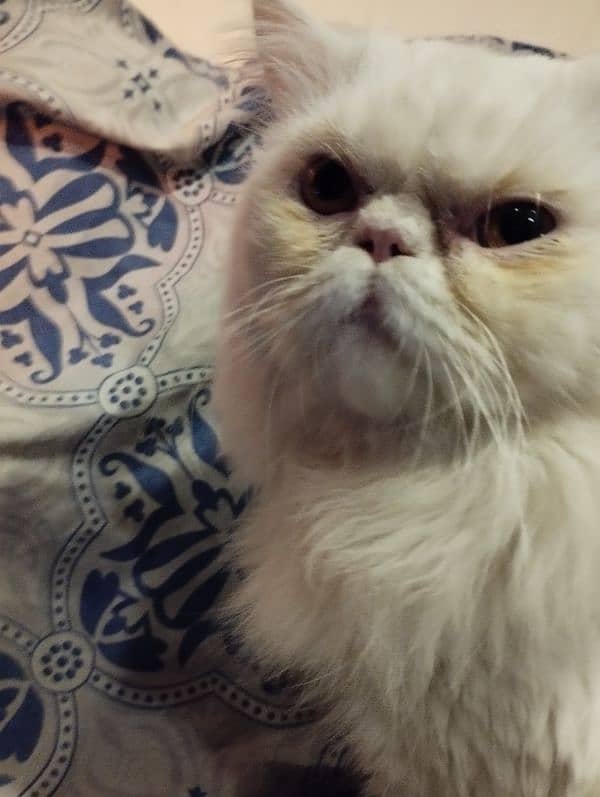 persian piki face cat / triple coat / Piki male / extream punch face 8