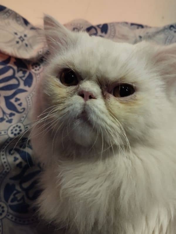 persian piki face cat / triple coat / Piki male / extream punch face 9