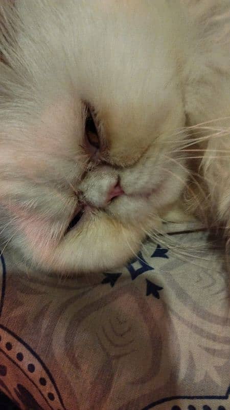 persian piki face cat / triple coat / Piki male / extream punch face 10