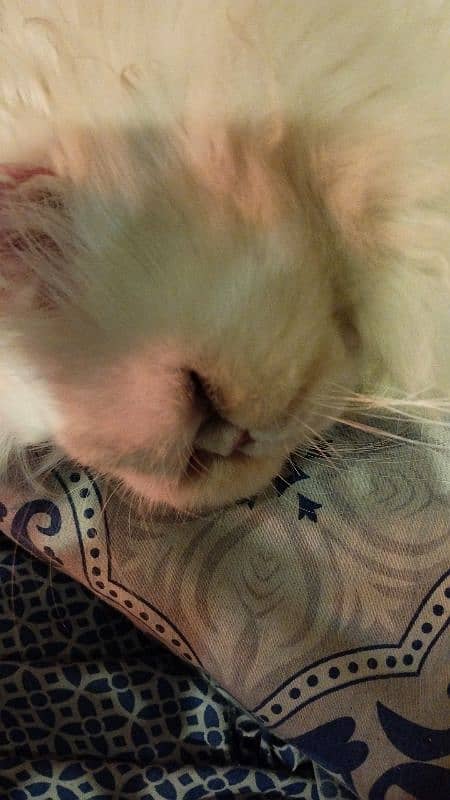 persian piki face cat / triple coat / Piki male / extream punch face 11