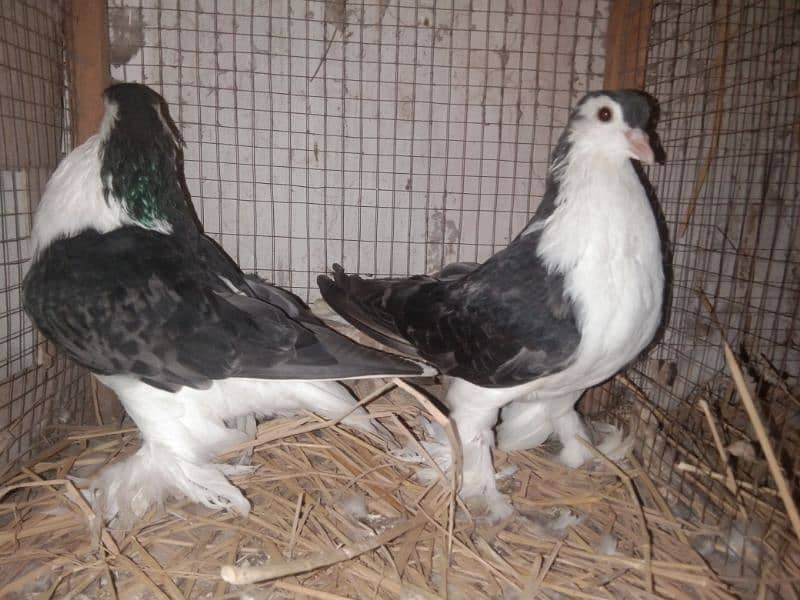 Sherazi Pigeons 2